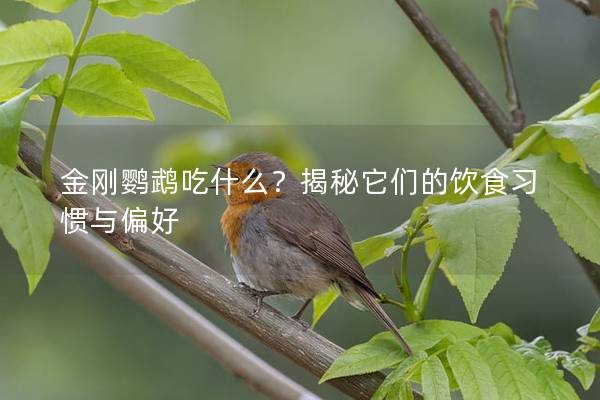 金刚鹦鹉吃什么？揭秘它们的饮食习惯与偏好
