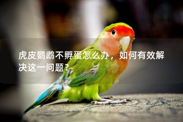 虎皮鹦鹉不孵蛋怎么办，如何有效解决这一问题？