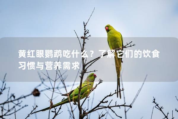 黄红眼鹦鹉吃什么？了解它们的饮食习惯与营养需求