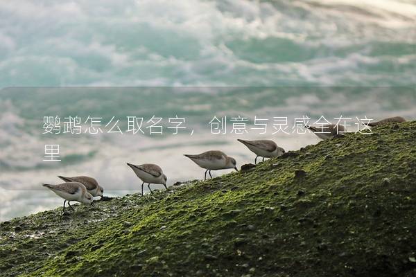 鹦鹉怎么取名字，创意与灵感全在这里
