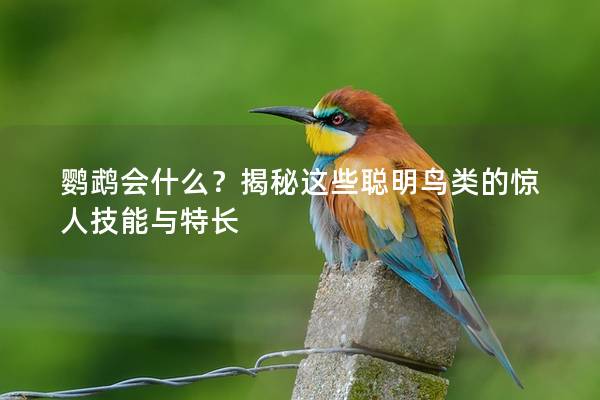 鹦鹉会什么？揭秘这些聪明鸟类的惊人技能与特长
