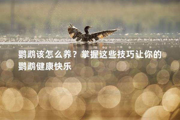 鹦鹉该怎么养？掌握这些技巧让你的鹦鹉健康快乐