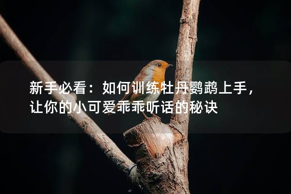新手必看：如何训练牡丹鹦鹉上手，让你的小可爱乖乖听话的秘诀