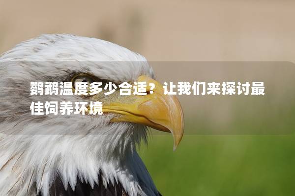 鹦鹉温度多少合适？让我们来探讨最佳饲养环境