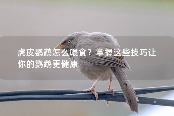 虎皮鹦鹉怎么喂食？掌握这些技巧让你的鹦鹉更健康