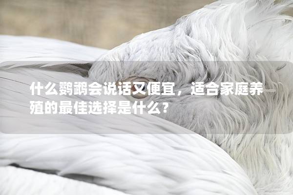 什么鹦鹉会说话又便宜，适合家庭养殖的最佳选择是什么？