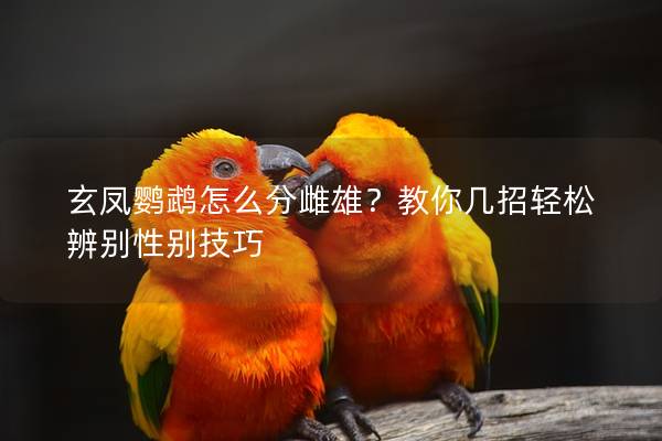 玄凤鹦鹉怎么分雌雄？教你几招轻松辨别性别技巧