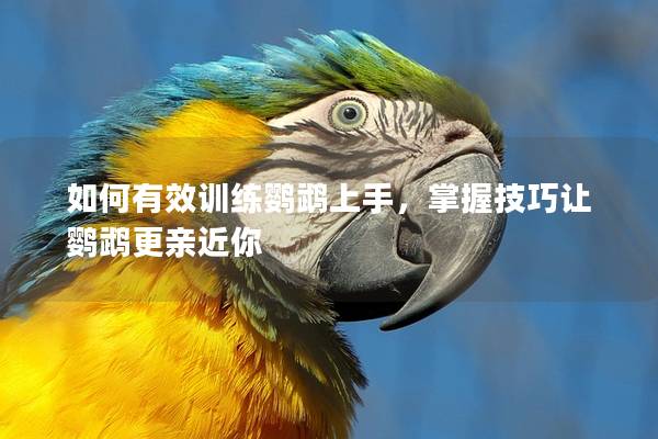 如何有效训练鹦鹉上手，掌握技巧让鹦鹉更亲近你