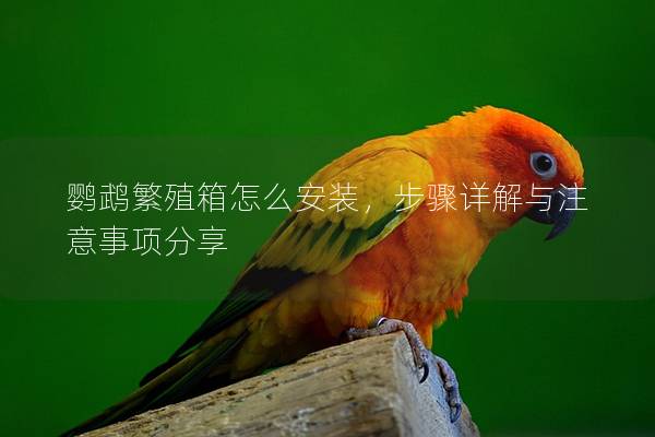 鹦鹉繁殖箱怎么安装，步骤详解与注意事项分享