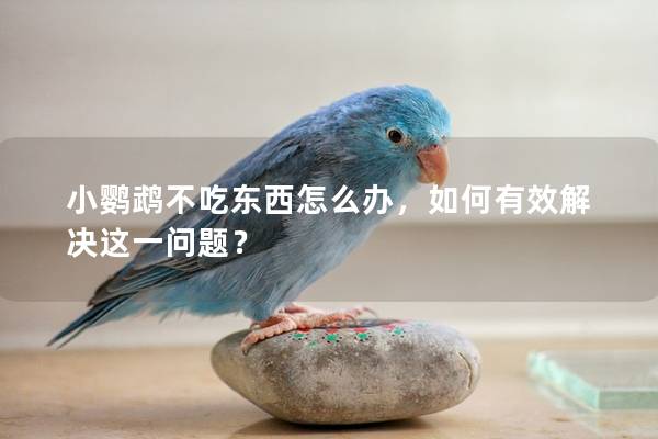 小鹦鹉不吃东西怎么办，如何有效解决这一问题？