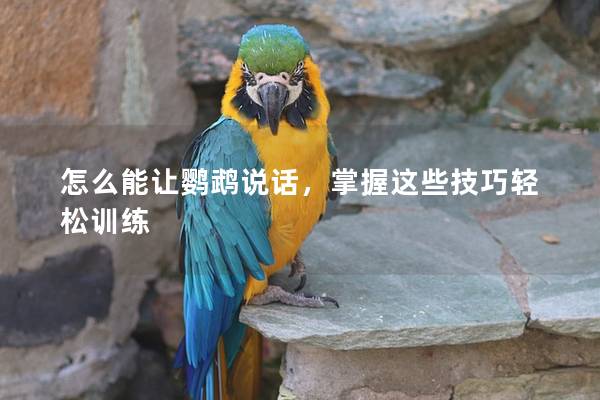 怎么能让鹦鹉说话，掌握这些技巧轻松训练