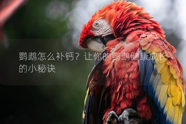 鹦鹉怎么补钙？让你的鹦鹉健康成长的小秘诀