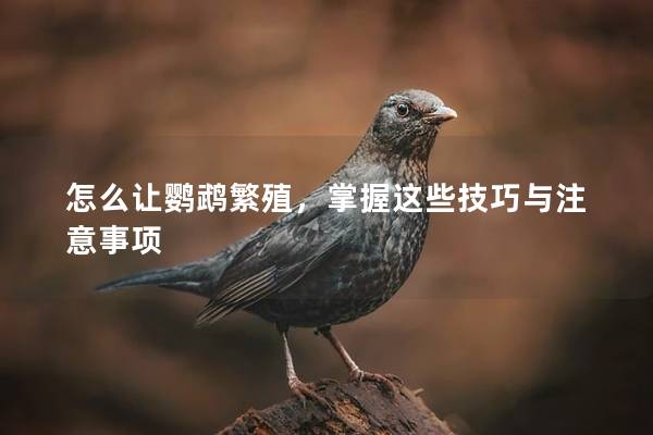 怎么让鹦鹉繁殖，掌握这些技巧与注意事项