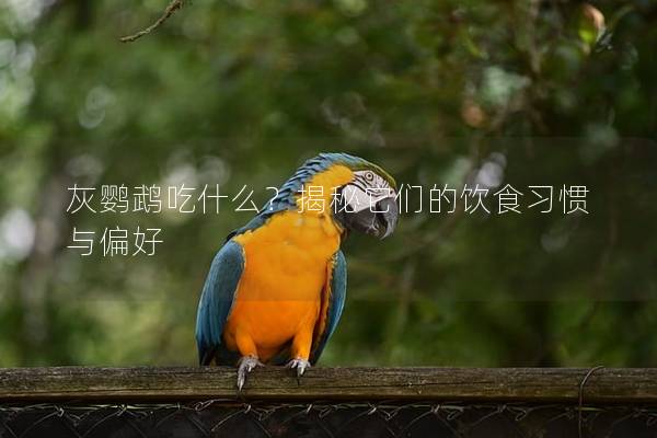 灰鹦鹉吃什么？揭秘它们的饮食习惯与偏好