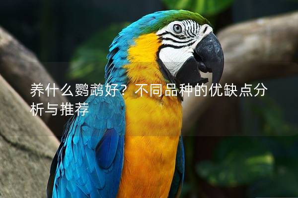 养什么鹦鹉好？不同品种的优缺点分析与推荐