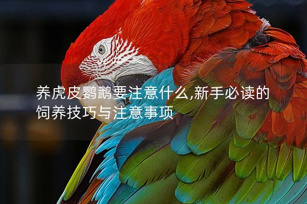 养虎皮鹦鹉要注意什么,新手必读的饲养技巧与注意事项