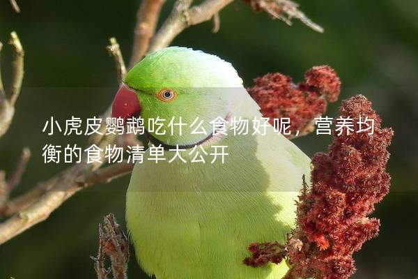 小虎皮鹦鹉吃什么食物好呢，营养均衡的食物清单大公开