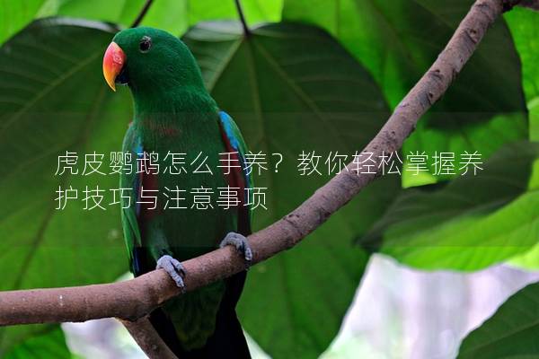 虎皮鹦鹉怎么手养？教你轻松掌握养护技巧与注意事项