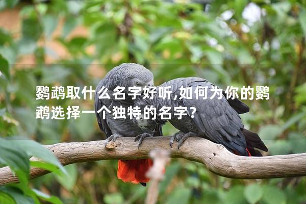 鹦鹉取什么名字好听,如何为你的鹦鹉选择一个独特的名字？