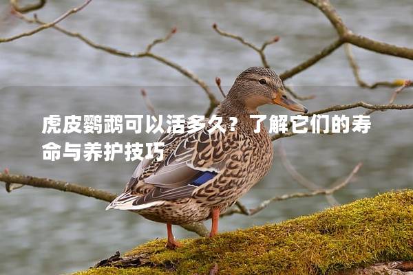 虎皮鹦鹉可以活多久？了解它们的寿命与养护技巧