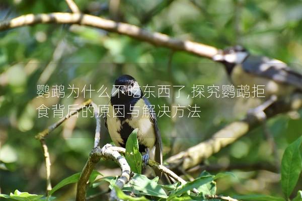 鹦鹉为什么不吃东西了,探究鹦鹉拒食背后的原因与解决方法