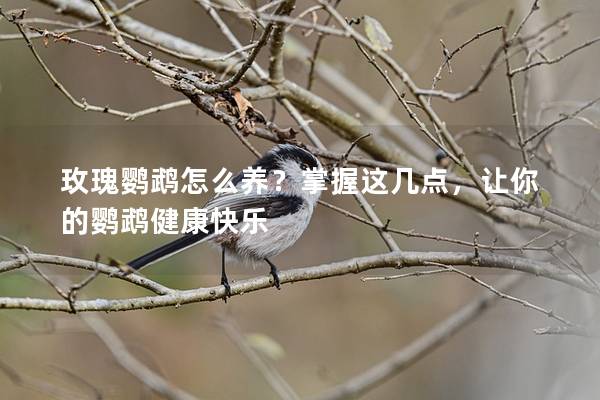 玫瑰鹦鹉怎么养？掌握这几点，让你的鹦鹉健康快乐