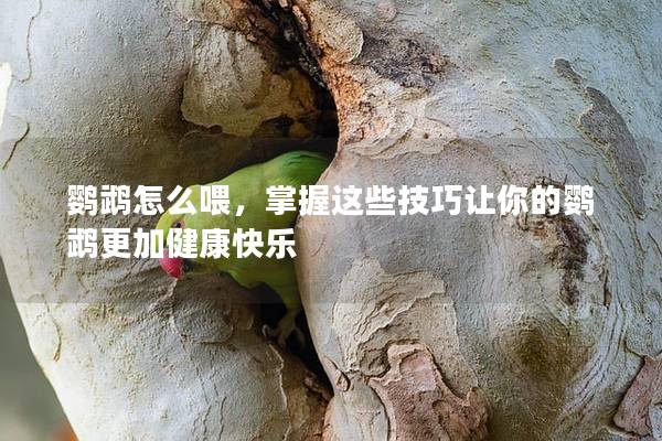 鹦鹉怎么喂，掌握这些技巧让你的鹦鹉更加健康快乐