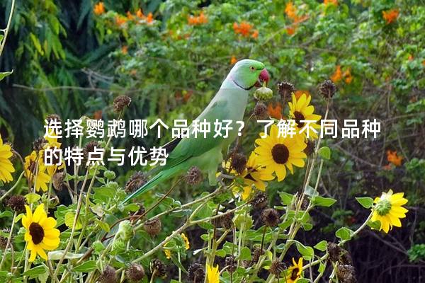选择鹦鹉哪个品种好？了解不同品种的特点与优势