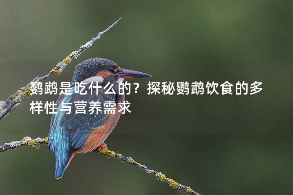 鹦鹉是吃什么的？探秘鹦鹉饮食的多样性与营养需求
