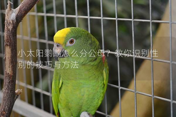 小太阳鹦鹉怎么分公母？教你识别性别的技巧与方法