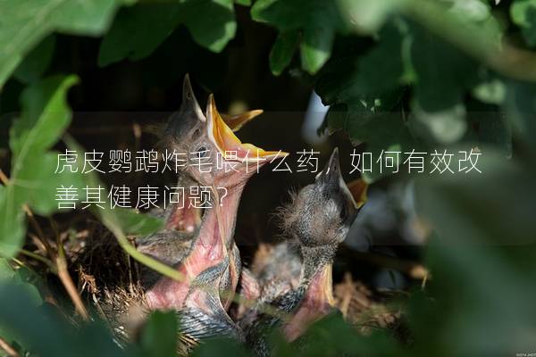 虎皮鹦鹉炸毛喂什么药，如何有效改善其健康问题？