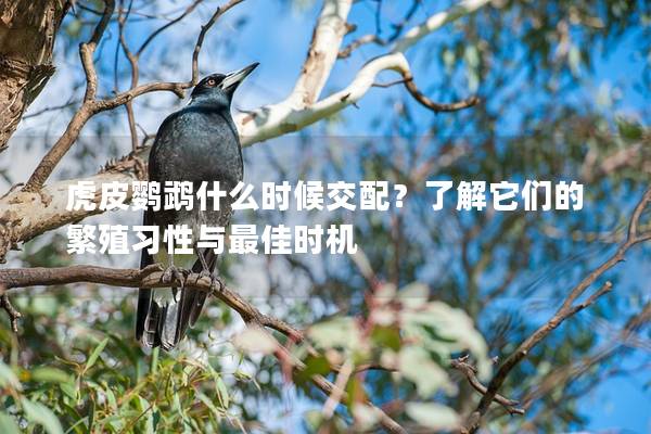 虎皮鹦鹉什么时候交配？了解它们的繁殖习性与最佳时机