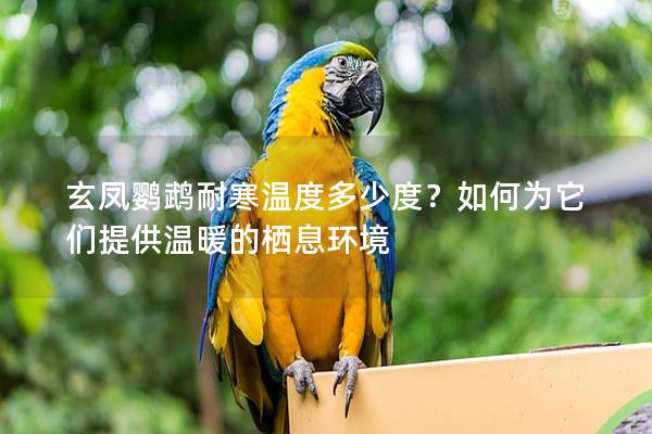 玄凤鹦鹉耐寒温度多少度？如何为它们提供温暖的栖息环境