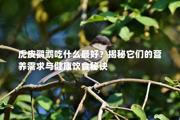 虎皮鹦鹉吃什么最好？揭秘它们的营养需求与健康饮食秘诀
