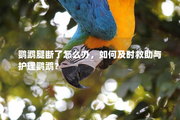 鹦鹉腿断了怎么办，如何及时救助与护理鹦鹉？