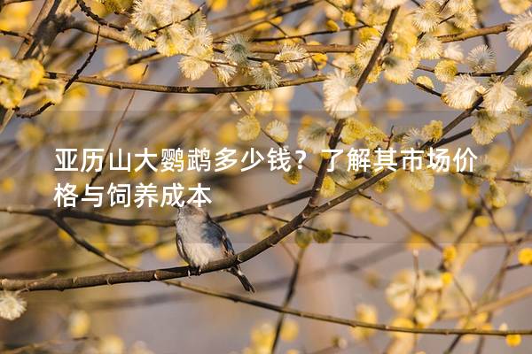 亚历山大鹦鹉多少钱？了解其市场价格与饲养成本