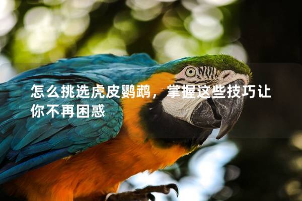 怎么挑选虎皮鹦鹉，掌握这些技巧让你不再困惑
