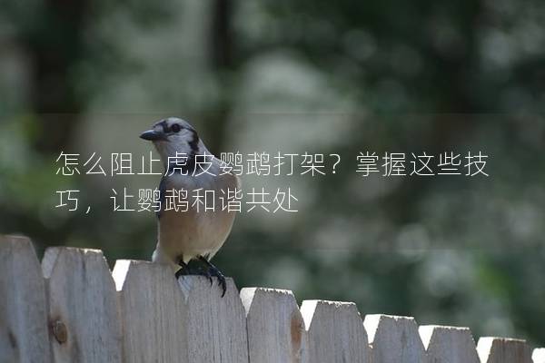 怎么阻止虎皮鹦鹉打架？掌握这些技巧，让鹦鹉和谐共处