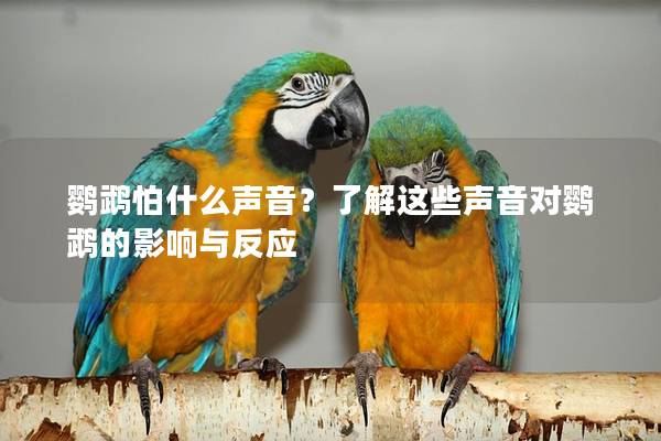 鹦鹉怕什么声音？了解这些声音对鹦鹉的影响与反应