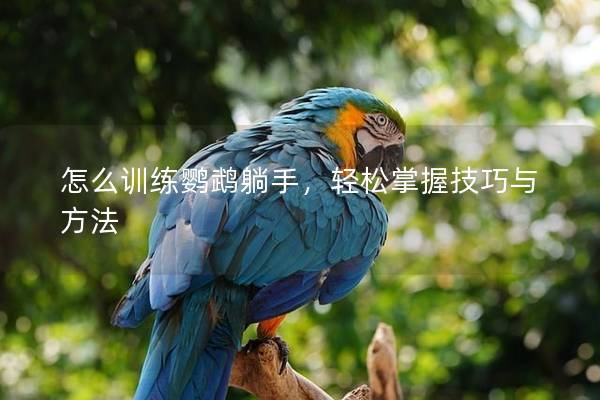 怎么训练鹦鹉躺手，轻松掌握技巧与方法