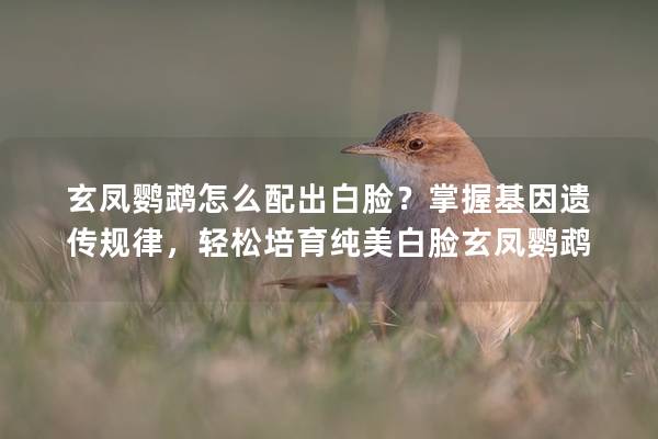 玄凤鹦鹉怎么配出白脸？掌握基因遗传规律，轻松培育纯美白脸玄凤鹦鹉