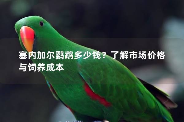 塞内加尔鹦鹉多少钱？了解市场价格与饲养成本