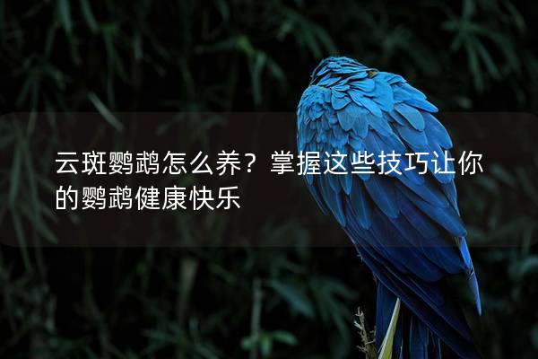 云斑鹦鹉怎么养？掌握这些技巧让你的鹦鹉健康快乐