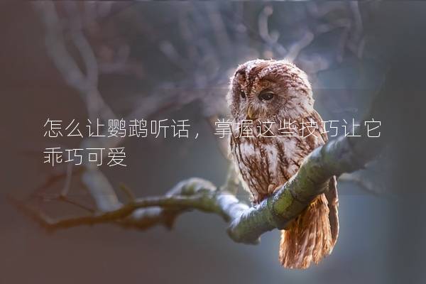 怎么让鹦鹉听话，掌握这些技巧让它乖巧可爱