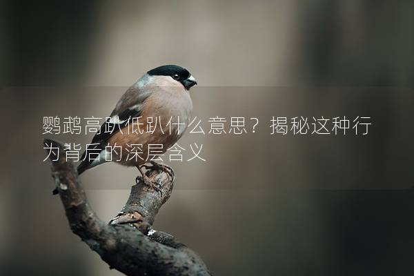 鹦鹉高趴低趴什么意思？揭秘这种行为背后的深层含义
