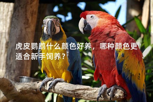 虎皮鹦鹉什么颜色好养，哪种颜色更适合新手饲养？