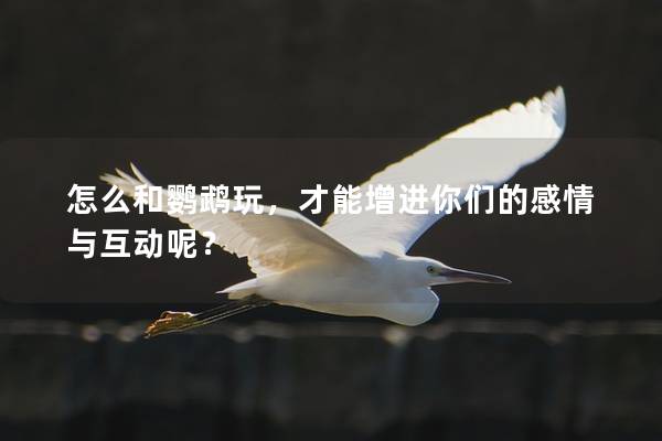 怎么和鹦鹉玩，才能增进你们的感情与互动呢？
