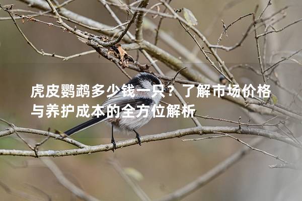 虎皮鹦鹉多少钱一只？了解市场价格与养护成本的全方位解析