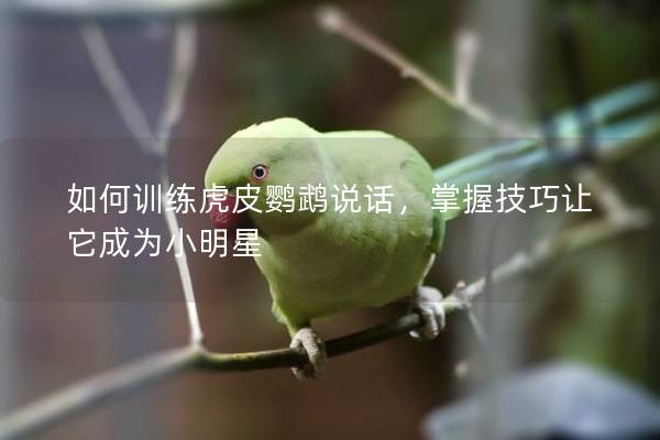 如何训练虎皮鹦鹉说话，掌握技巧让它成为小明星