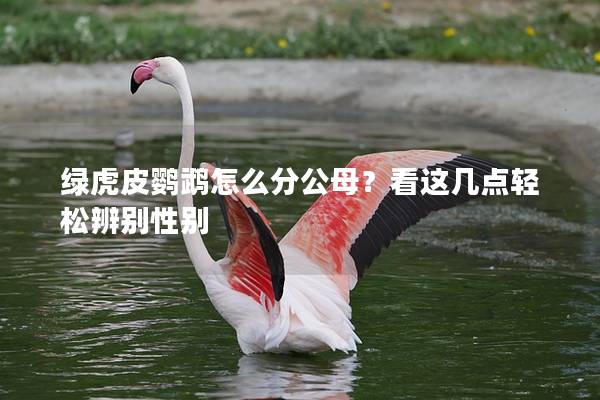 绿虎皮鹦鹉怎么分公母？看这几点轻松辨别性别